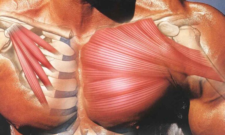 Protein và sự phát triển cơ bắp khỏe mạnh